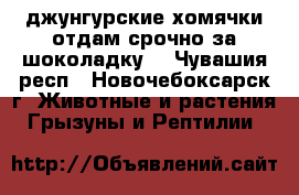 джунгурские хомячки.отдам срочно за шоколадку. - Чувашия респ., Новочебоксарск г. Животные и растения » Грызуны и Рептилии   